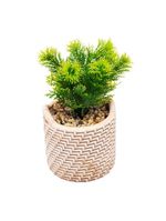 Cachepot wolff de cerâmica com suculenta palha 10cm x 10cm x