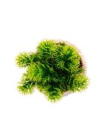 Cachepot wolff de cerâmica com suculenta palha 10cm x 10cm x