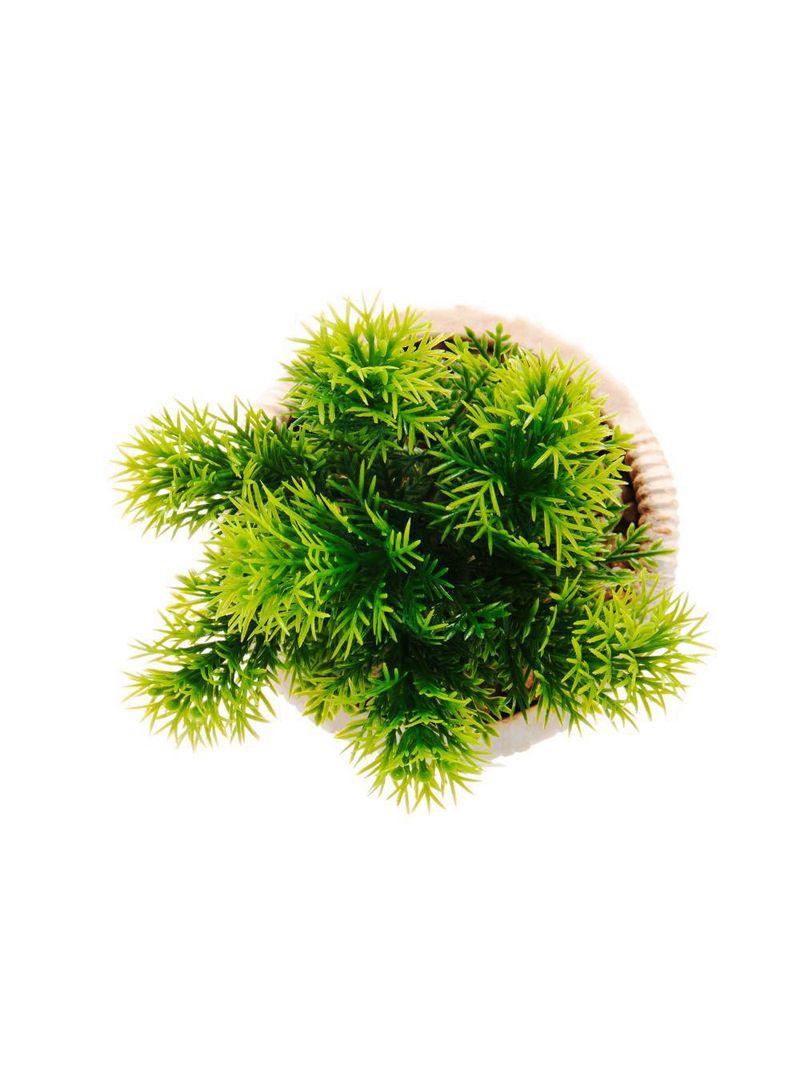 Cachepot wolff de cerâmica com suculenta palha 10cm x 10cm x