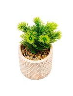 Cachepot wolff de cerâmica com suculenta palha 10cm x 10cm x