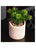 Cachepot wolff de cerâmica com suculenta palha 10cm x 10cm x
