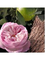 Rose naturelle intense refill chloé  - perfume feminino - eau de parfum