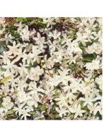 Gucci flora gorgeous gardenia - perfume feminino - eau de parfum