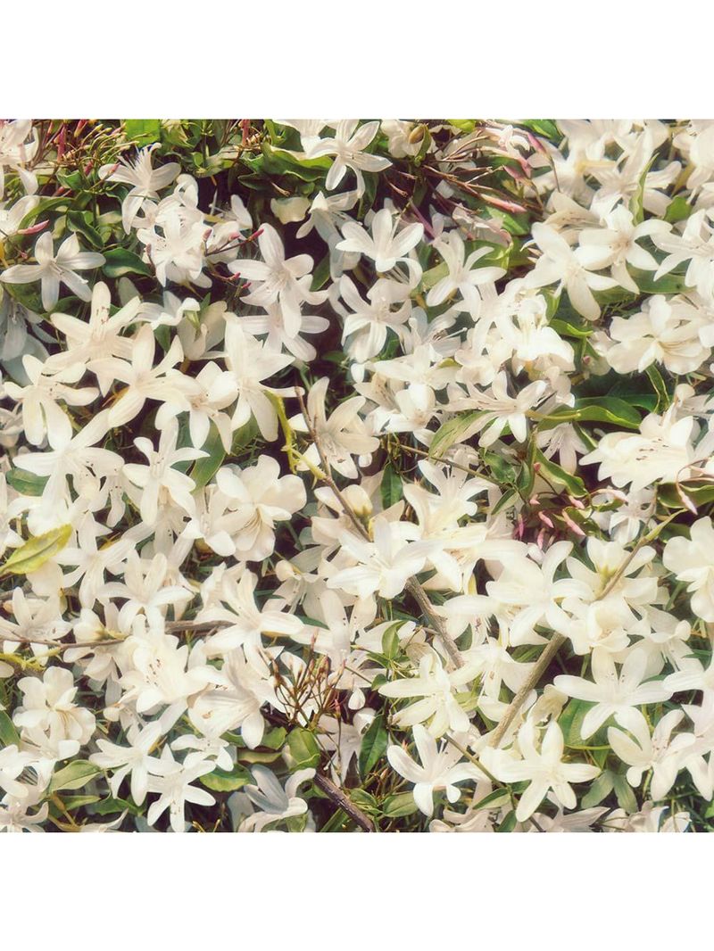 Gucci flora gorgeous gardenia - perfume feminino - eau de parfum