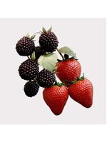 Burberry her elixir - perfume feminino - eau de parfum