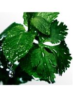 Cool water davidoff - perfume masculino - eau de toilette