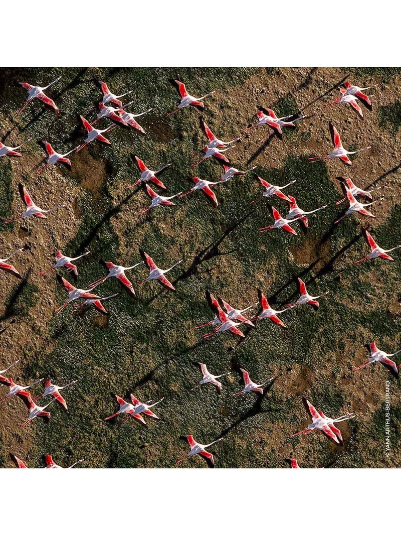 Refil aqua allegoria rosa rossa guerlain – perfume feminino – eau de toilette