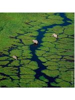 Refil aqua allegoria flora cherrysia guerlain – perfume feminino – eau de toilette