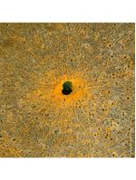 Aqua allegoria mandarine basilic guerlain – perfume feminino – eau de toilette