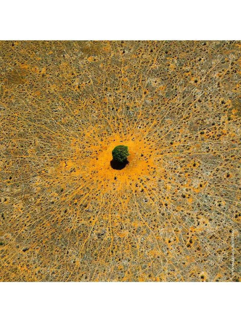 Aqua allegoria mandarine basilic guerlain – perfume feminino – eau de toilette