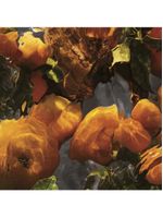 Aqua allegoria mandarine basilic forte guerlain perfume feminino eau de parfum