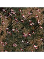 Aqua allegoria rosa rossa guerlain – perfume feminino – eau de toilette