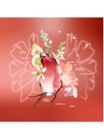 Dance midnight muse shakira perfume feminino edt