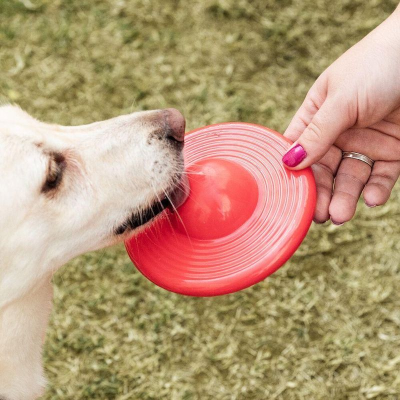 Focão: Brinquedo Com Apito E Compartimento Para Petiscos, Flutuante E Estimulante