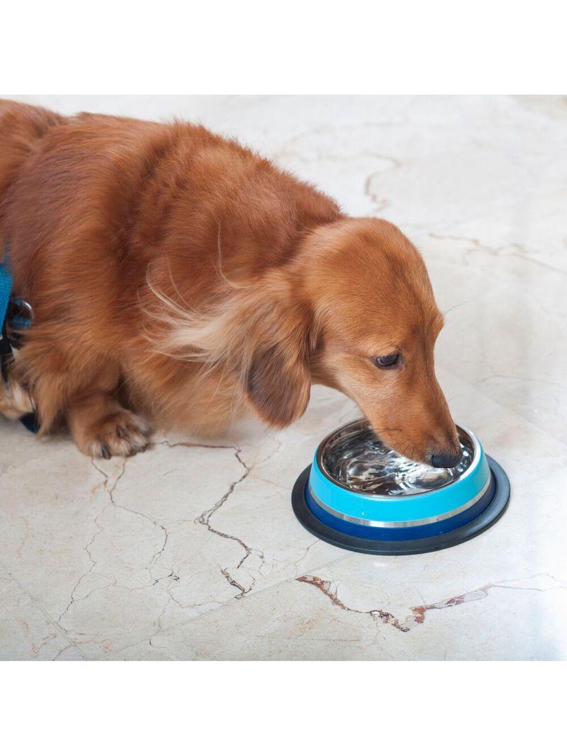 Comedouro Inox Dual Azul G 850ml Para Pets - Germanhart