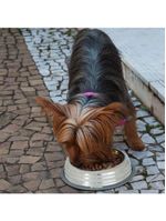 Comedouro Inox Premium Azul 210ml Com Base De Silicone Cães E Gatos